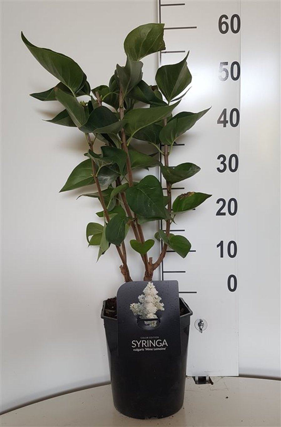 Syringa v. 'Mme Lemoine' - C5 50-60 CM